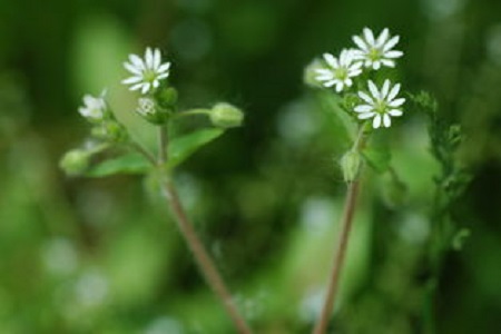 繁缕