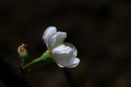 橄榄花