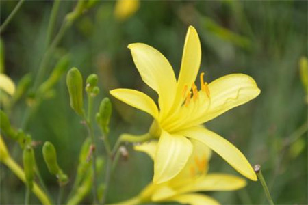 黄花菜