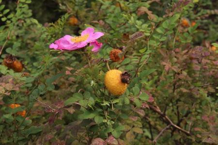 缫丝花