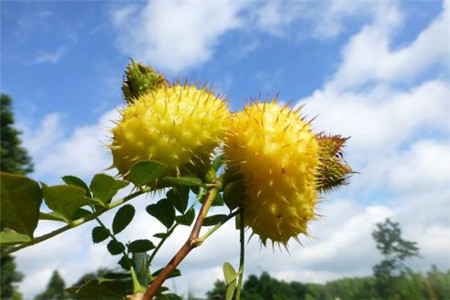 缫丝花