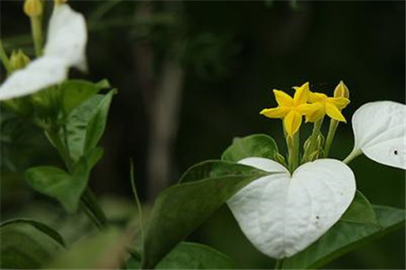 玉叶金花