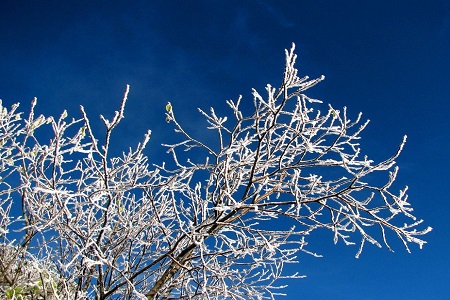 雪绒花