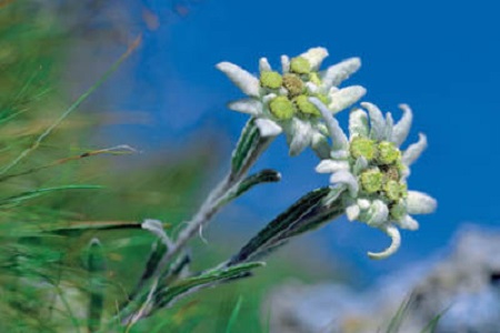 雪绒花