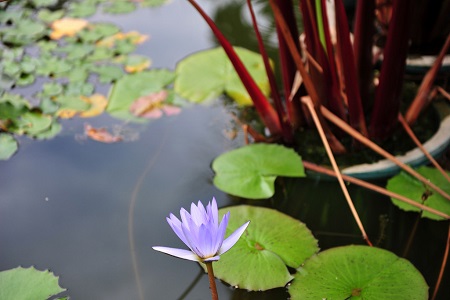 延药睡莲