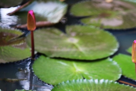 延药睡莲