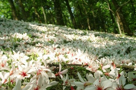 樱草花