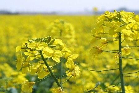 油菜花