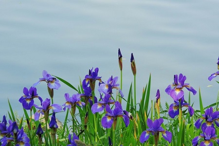 鸢尾花