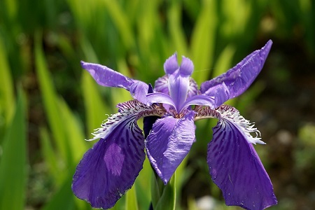 鸢尾花