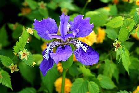 鸢尾花