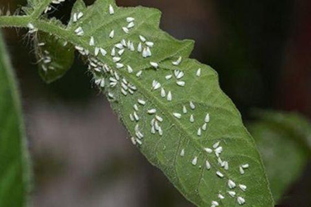 养花的土里有白色的虫怎么办 花盆土壤有白色肉虫子 男霸网