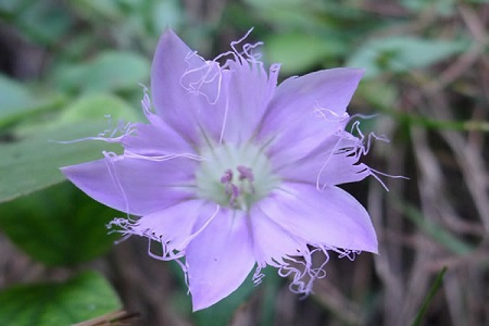 红花龙胆