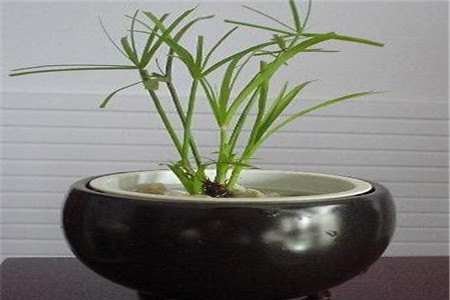 水竹的养殖方法图片