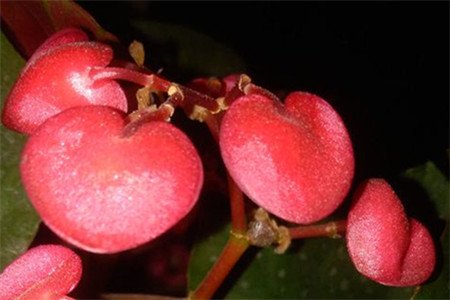 竹节海棠