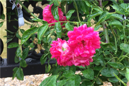 紅木香什麼時候開花怎麼養才能開花