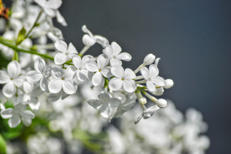 丁香花