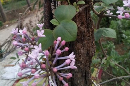 丁香茶