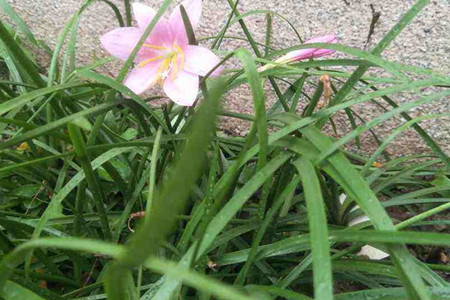 风雨兰