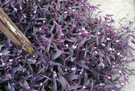 紫竹梅的结构图片