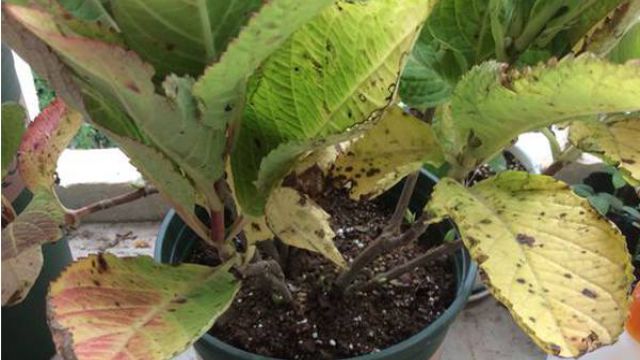 八仙花(繡球花)葉子發黃怎麼辦