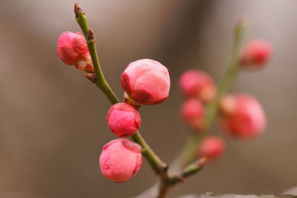 梅花為什麼不開花