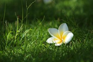 鸡蛋花病虫害防治方法