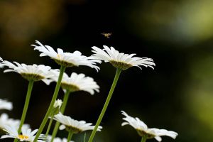 白晶菊养殖方法和注意事项