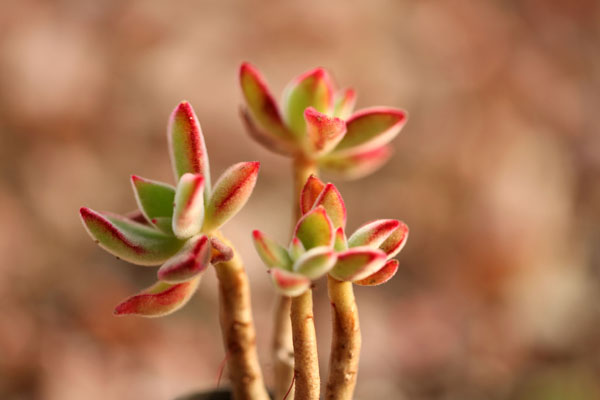 錦晃星什麼時候開花