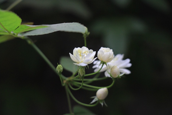 万里香花图欣赏 – 花百科