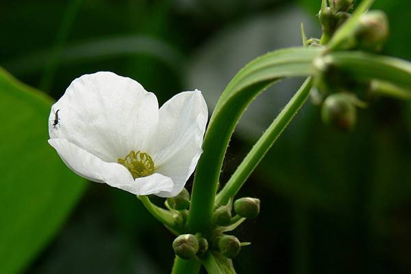 茨菰的养殖方法和注意事项