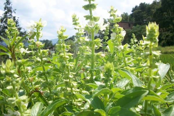 种了这10盆香草,家里不用买调料了