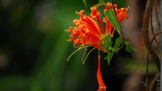 炮仗花可以家养吗