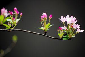 家里没有光，养这6种植物也能开出花