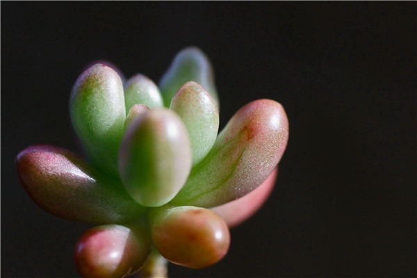 摘要虹之玉是一種多肉植物,很容易養殖,也很惹人喜愛,那麼它都有那些