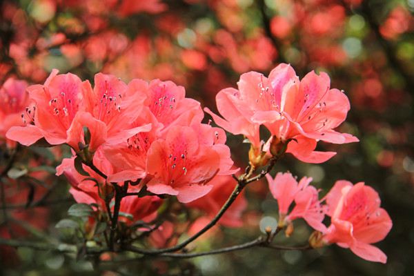 只有养过这些花,你才能成为养花大神