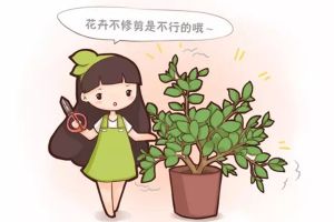 春天花卉这样剪，2个月后花满枝头