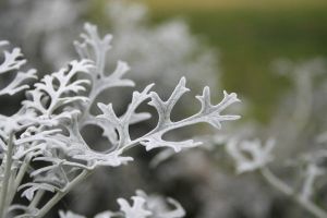 雪叶莲养殖方法