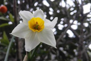 水仙花水养怎么选盆