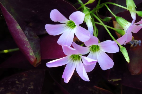 观果植物冬季怎么养护