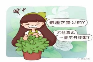 难道我家的花是公的？为啥光长叶子不开花？