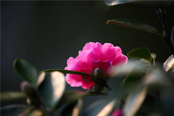 如何使山茶花在圣诞节开花