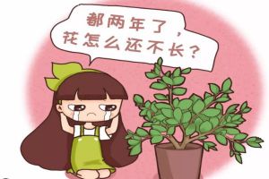 多肉君子兰…长太慢？随手撒点它，立马疯长爆盆！