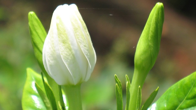 栀子花苞多长时间开花