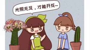 他家的仙人球开花100朵，你家的还在装死？到底为啥？