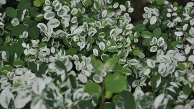 雪花木的养殖方法