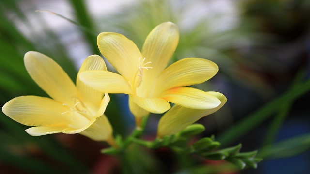 兰花什么季节开花