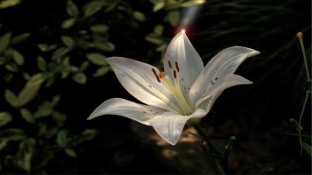 百合花什么季节开花