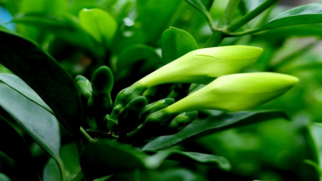 非洲茉莉开花吗