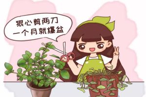 茉莉铜钱草…半死不活，就是欠收拾，狠心剪2刀，1个月爆盆！